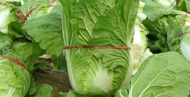 臺風(fēng)“莎莉嘉”來臨 三亞提前啟動蔬菜應(yīng)急調(diào)運機(jī)制