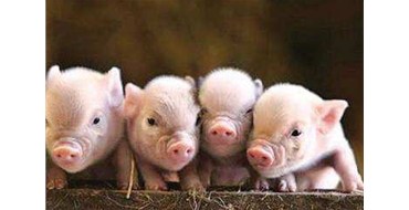 冷鏈運輸趨勢化，將徹底消除南北價差？