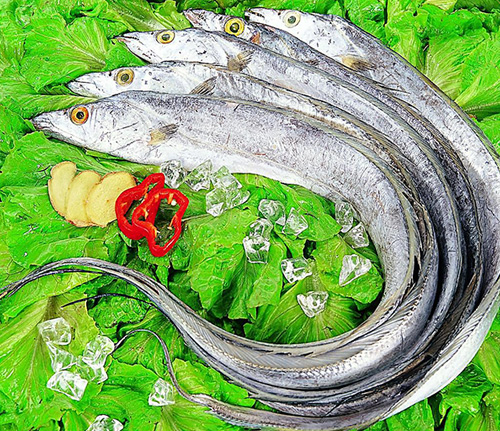 帶魚(yú)